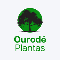 Ourodé Plantas