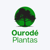 Ourod&eacute; Plantas