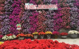Festa das Flores e Morango Atibaia