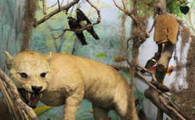 Museu de hist&oacute;ria natural Edmundo Zanoni
