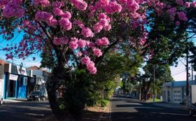 Yp&ecirc; Rosa na Avenida Manoel Ribas.