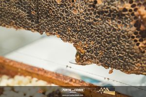 2&ordm; Festival Gastron&ocirc;mico Cozinhas de Minas