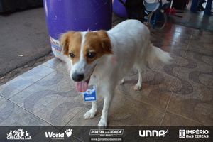 Caf&eacute; da Manh&atilde; com Orienta&ccedil;&atilde;o Veterin&aacute;ria