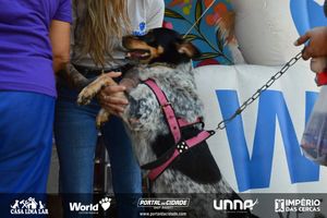 Caf&eacute; da Manh&atilde; com Orienta&ccedil;&atilde;o Veterin&aacute;ria