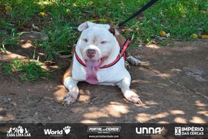 Caf&eacute; da Manh&atilde; com Orienta&ccedil;&atilde;o Veterin&aacute;ria
