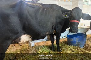 54&ordf; Exp&ocirc;- Parte T&eacute;cnica
