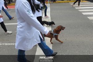Desfile C&iacute;vico-Militar de 7 de Setembro