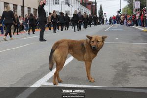 Desfile C&iacute;vico-Militar de 7 de Setembro