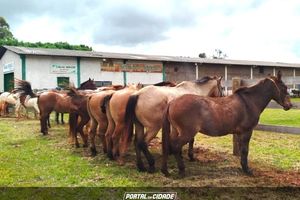 Cavalgada Campeira