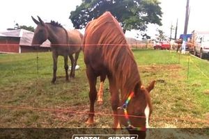Cavalgada Campeira