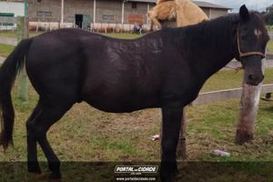 Cavalgada Campeira