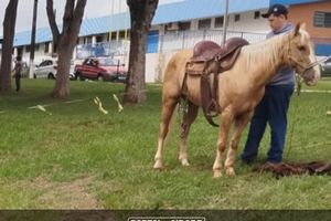 Cavalgada Campeira