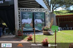 Nelore ABBA realiza 1&ordm; leil&atilde;o com 120 animais genotipados