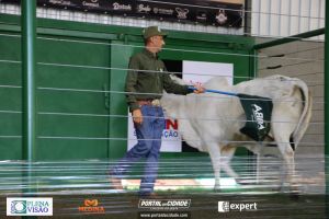 Nelore ABBA realiza 1&ordm; leil&atilde;o com 120 animais genotipados