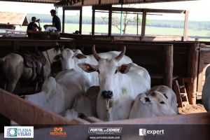 Nelore ABBA realiza 1&ordm; leil&atilde;o com 120 animais genotipados