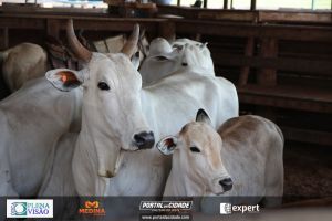 Nelore ABBA realiza 1&ordm; leil&atilde;o com 120 animais genotipados
