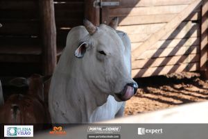 Nelore ABBA realiza 1&ordm; leil&atilde;o com 120 animais genotipados