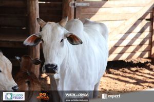 Nelore ABBA realiza 1&ordm; leil&atilde;o com 120 animais genotipados