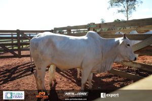 Nelore ABBA realiza 1&ordm; leil&atilde;o com 120 animais genotipados