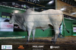 Nelore ABBA realiza 1&ordm; leil&atilde;o com 120 animais genotipados