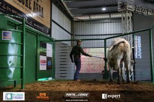 Nelore ABBA realiza 1&ordm; leil&atilde;o com 120 animais genotipados