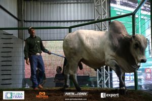 Nelore ABBA realiza 1&ordm; leil&atilde;o com 120 animais genotipados
