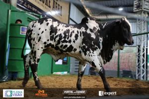 Nelore ABBA realiza 1&ordm; leil&atilde;o com 120 animais genotipados