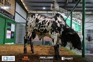 Nelore ABBA realiza 1&ordm; leil&atilde;o com 120 animais genotipados