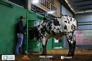 Nelore ABBA realiza 1&ordm; leil&atilde;o com 120 animais genotipados