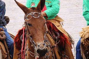 Cavalgada da Independ&ecirc;ncia - Domingo