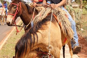 Cavalgada da Independ&ecirc;ncia - Domingo