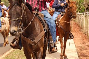 Cavalgada da Independ&ecirc;ncia - Domingo