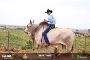 Cavalgada da Independ&ecirc;ncia - Domingo