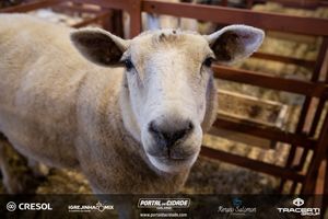 8&ordm; Igrejinha Mix (Domingo)