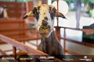 8&ordm; Igrejinha Mix (Domingo)