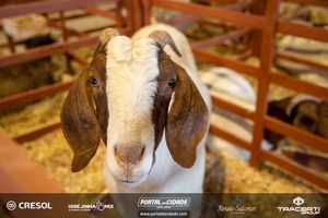8&ordm; Igrejinha Mix (Domingo)