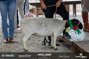 8&ordm; Igrejinha Mix (Domingo)