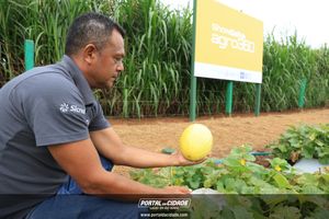 Show Safra Mato Grosso 2026
