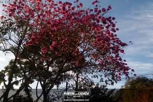 Anivers&aacute;rio de Mariana