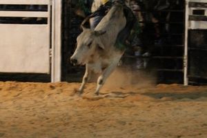 Festa de Monsenhor Horta 2019