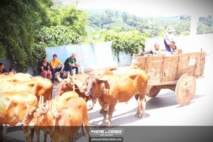13&ordm; Desfile de Carro de Boi em Nova Resende