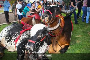 13&ordm; Desfile de Carro de Boi em Nova Resende