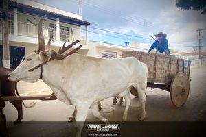 13&ordm; Desfile de Carro de Boi em Nova Resende