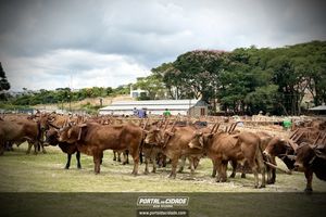 15&deg; Encontro de Carreiros