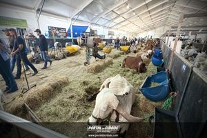 Cerim&ocirc;nia de abertura da Megaleite 2026