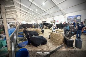 Cerim&ocirc;nia de abertura da Megaleite 2026