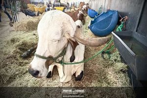 Cerim&ocirc;nia de abertura da Megaleite 2026