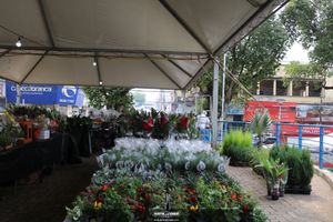 XIII Festival de Flores de Holambra