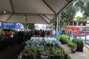 XIII Festival de Flores de Holambra