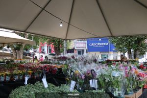 XIII Festival de Flores de Holambra